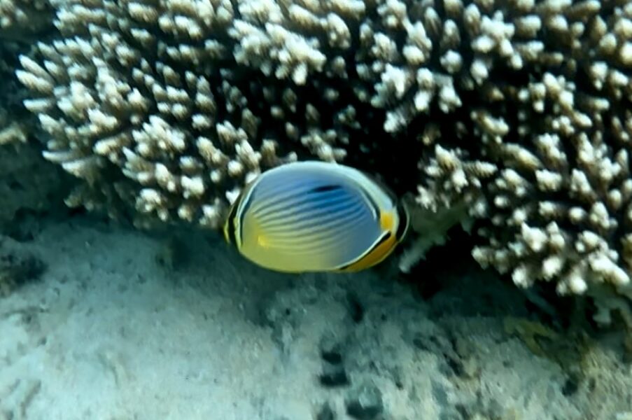 Snorkeling at Mauritius